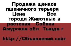 Продажа щенков пшеничного терьера › Цена ­ 30 000 - Все города Животные и растения » Собаки   . Амурская обл.,Тында г.